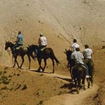 Конные прогулки в горах Узбекистана